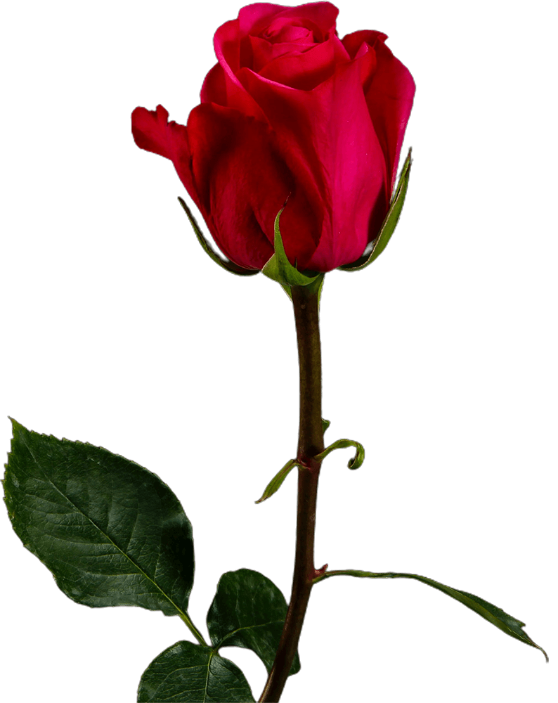 Rose Transparent